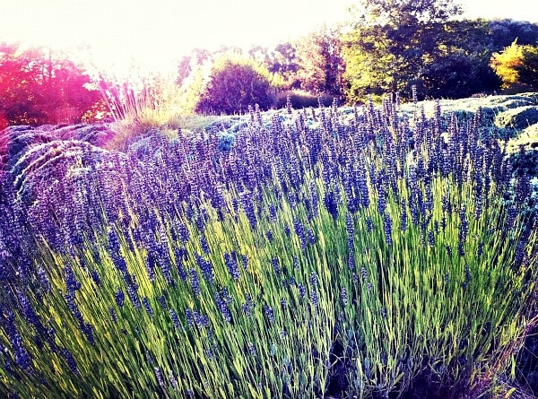 Lavender Fields