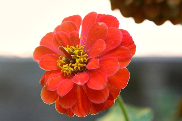 Red Flower