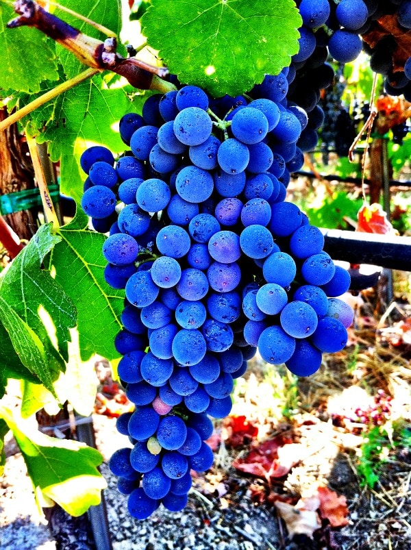 Syrah Grapes