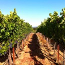 Vineyard