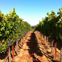 Vineyard