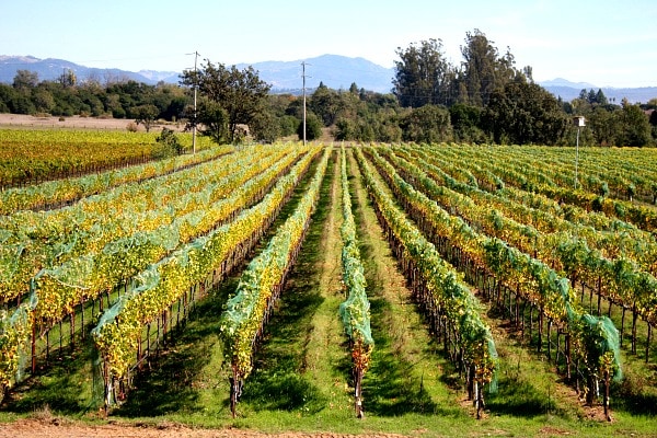 UpTick Vineyards 4