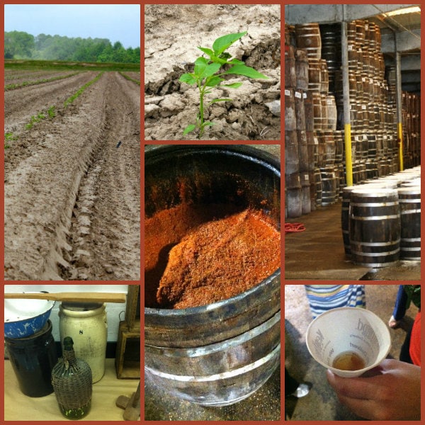 Tabasco Plant to Mash