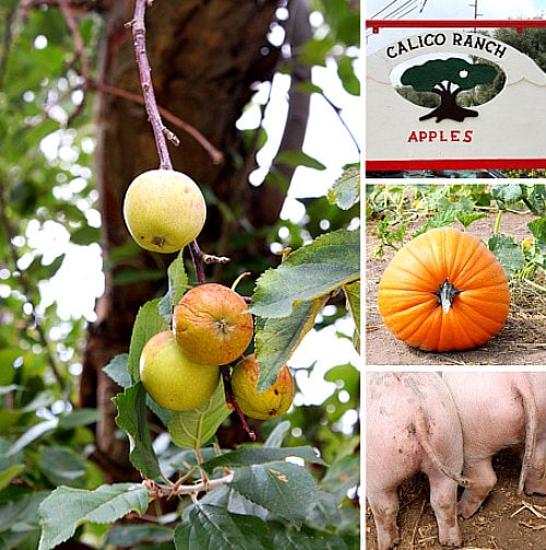 Apple Picking