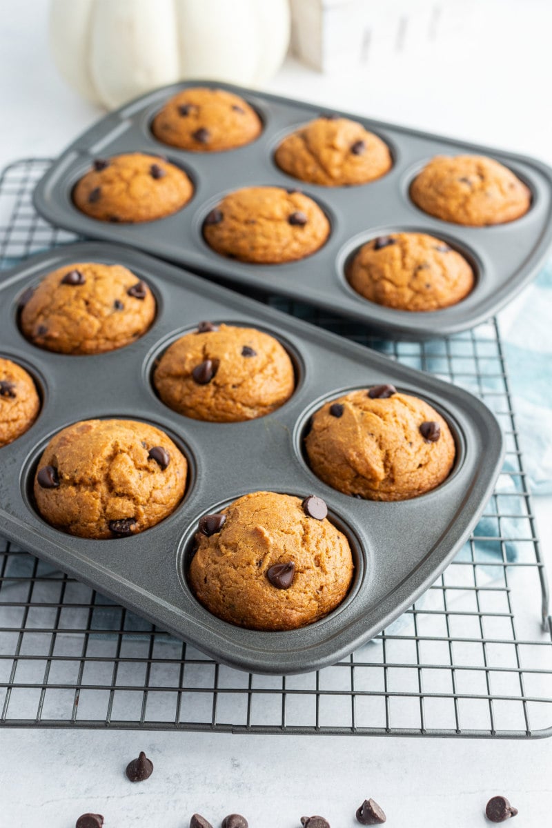 pumpkin chocolate chip muffins in a muffin pan