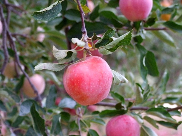 red apples hanging in a tree