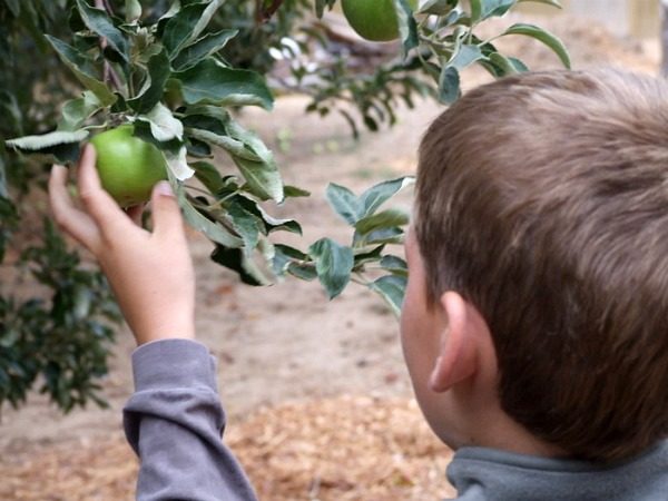 RecipeBoy picking apples