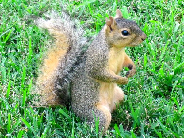 squirrel