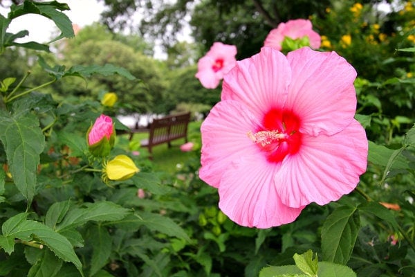 pink flower