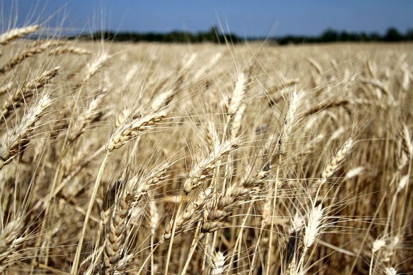 wheat in field