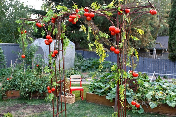 tomatoes on vine