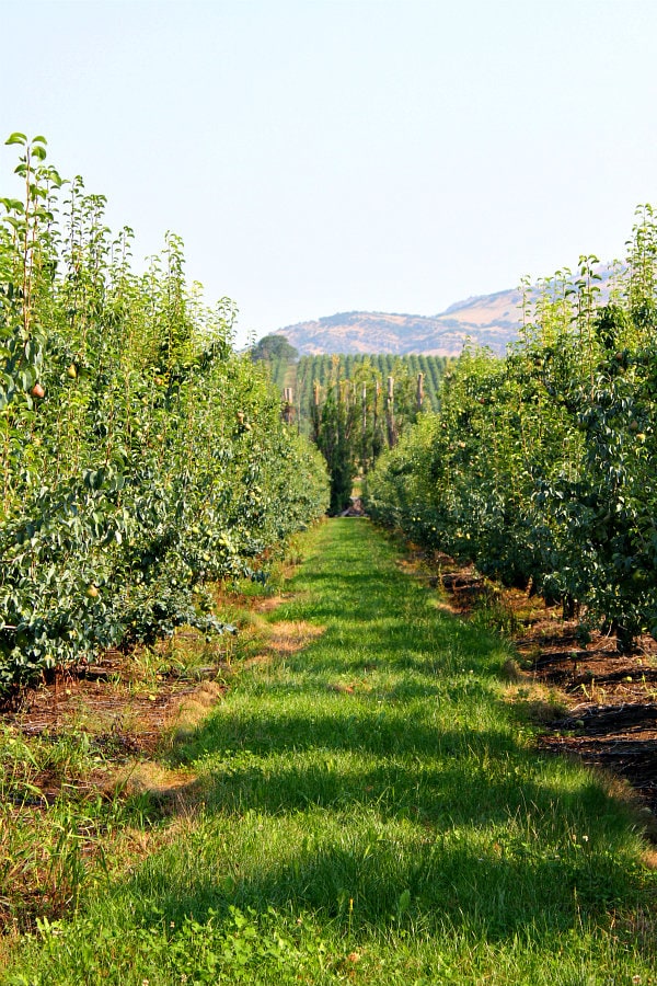 apple orchard