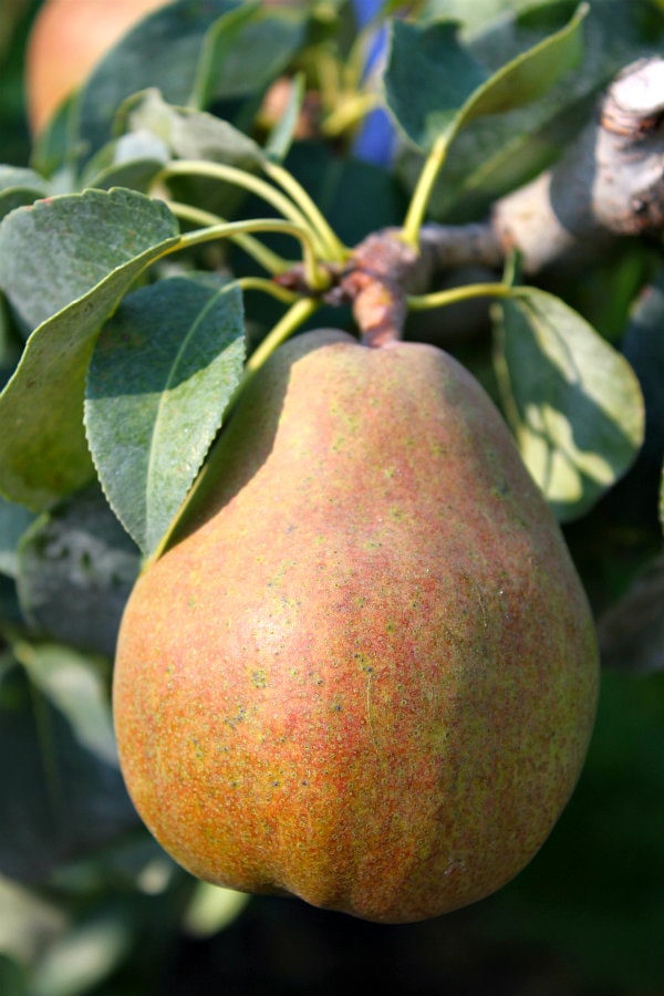 pear on tree