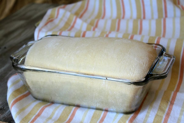 Honey Whole Wheat Bread dough rising in loaf pan