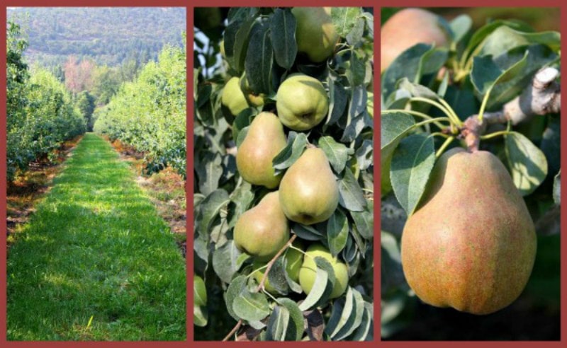 pear orchard photos