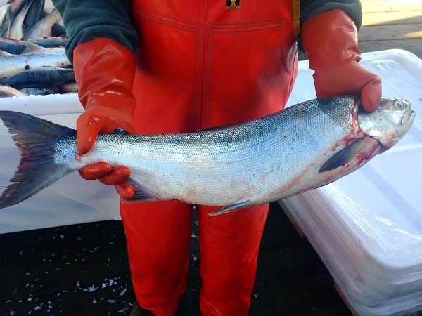 Sockeye Salmon