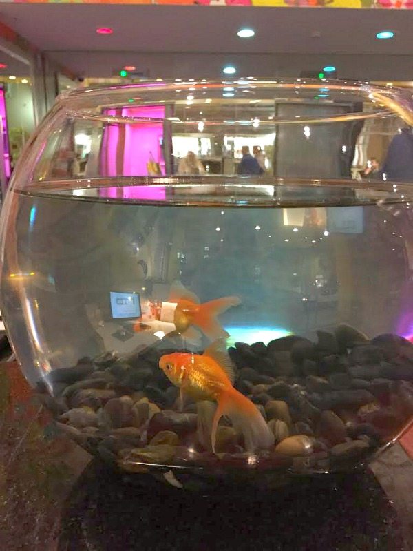 Hotel Triton Fish