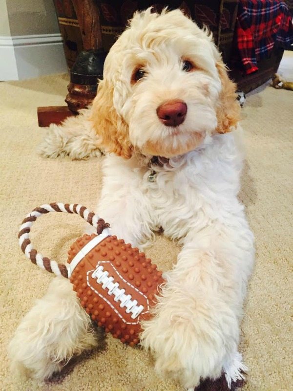 labradoodle recipegirl cutie always gotta