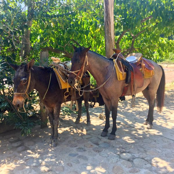 Princess Cruises Excursions in Puerto Vallarta on board The Ruby Princess