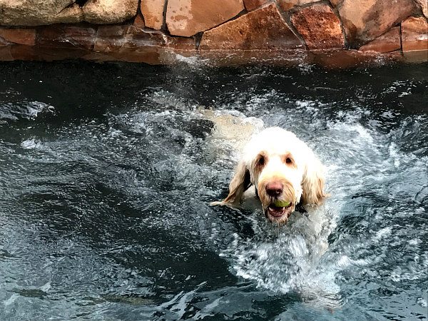 Tessie the Labradoodle swimming in a backyard pool