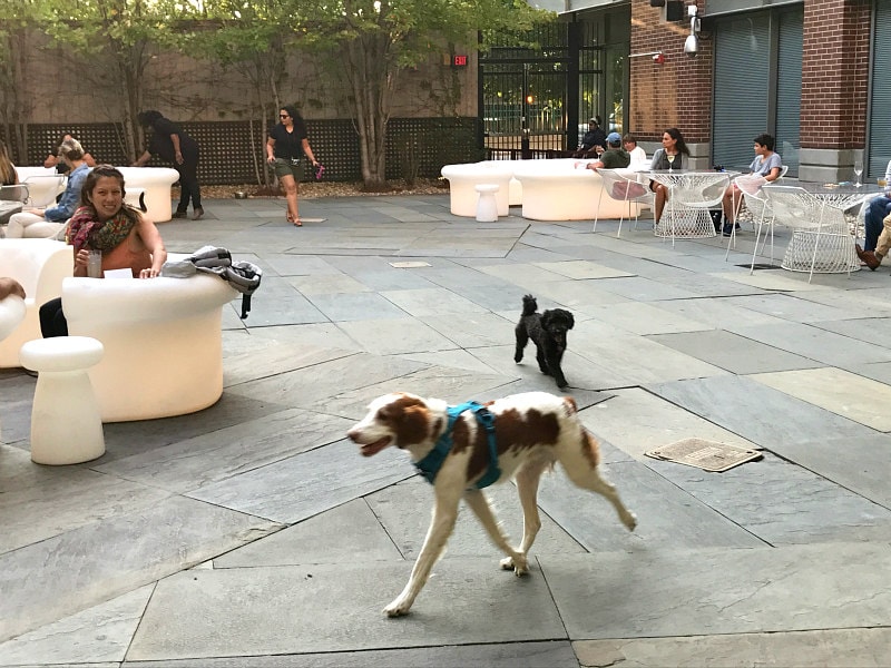 Liberty Hotel Boston - Dog Happy Hour