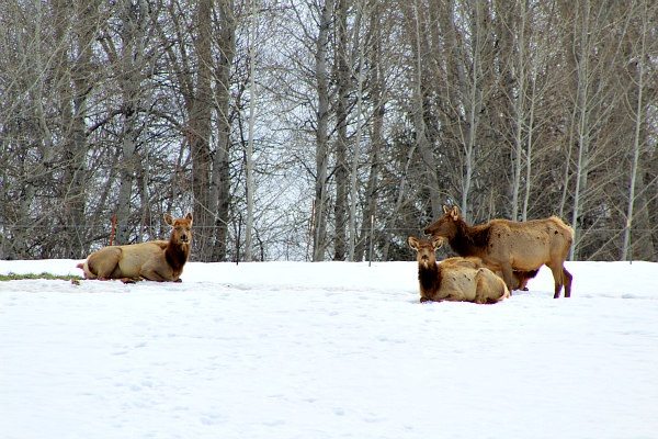 Wildlife in Sun Valley, Idaho