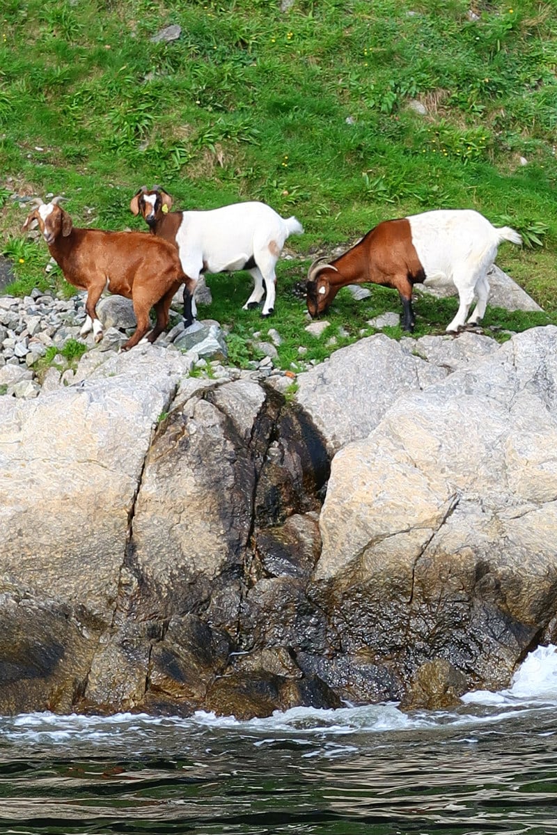 Goats in Stavanger, Norway