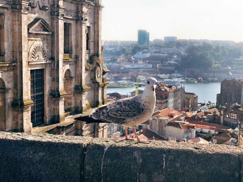 Porto Se in Porto, Portugal