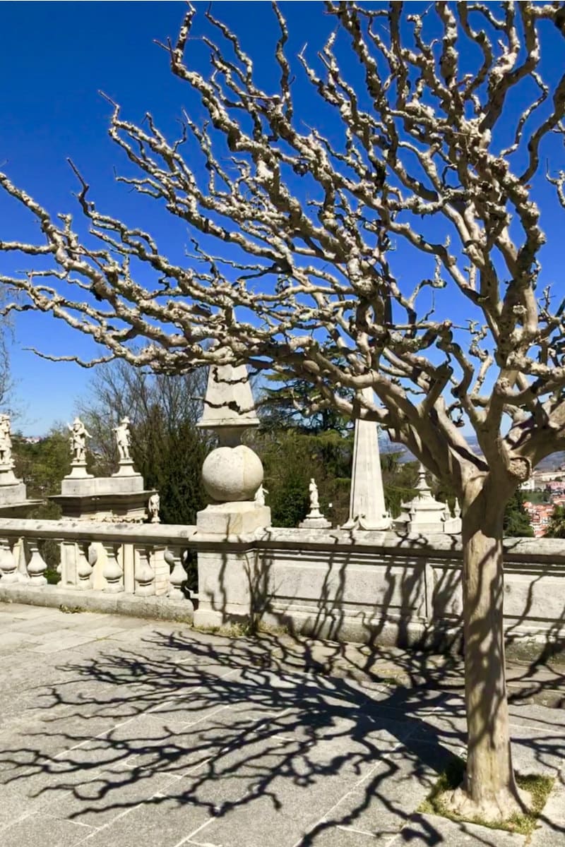 Trees in Lamego, Portugal