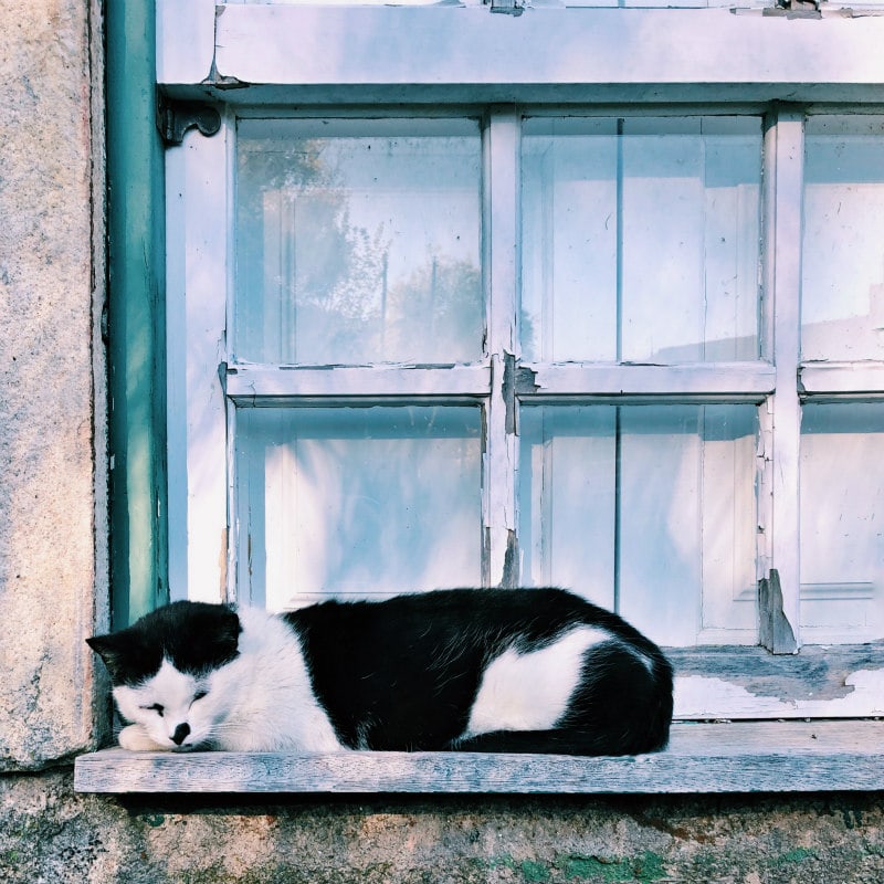 Cat on a ledge in Sortelha, Portugal