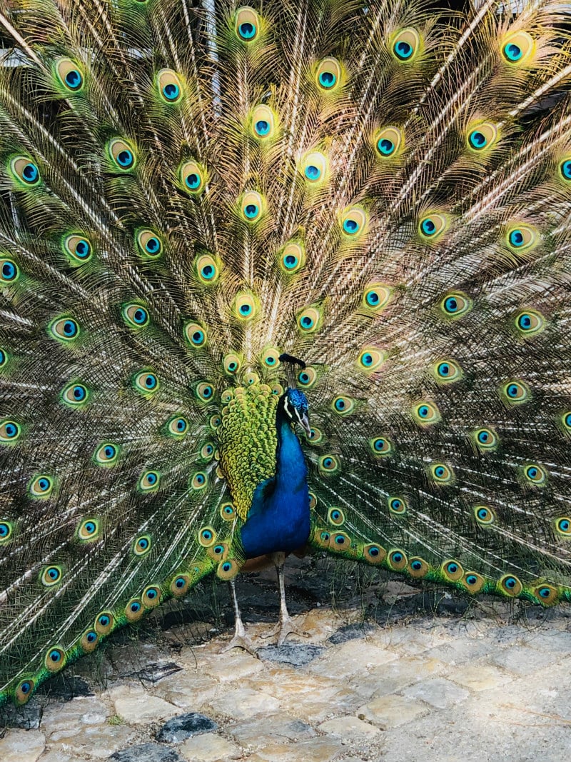 Peacock at Sao Jorge Castle in Lisbon, Portugal