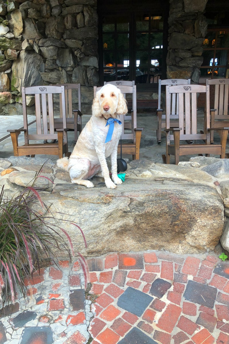 Dog at Omni Grove Park Inn