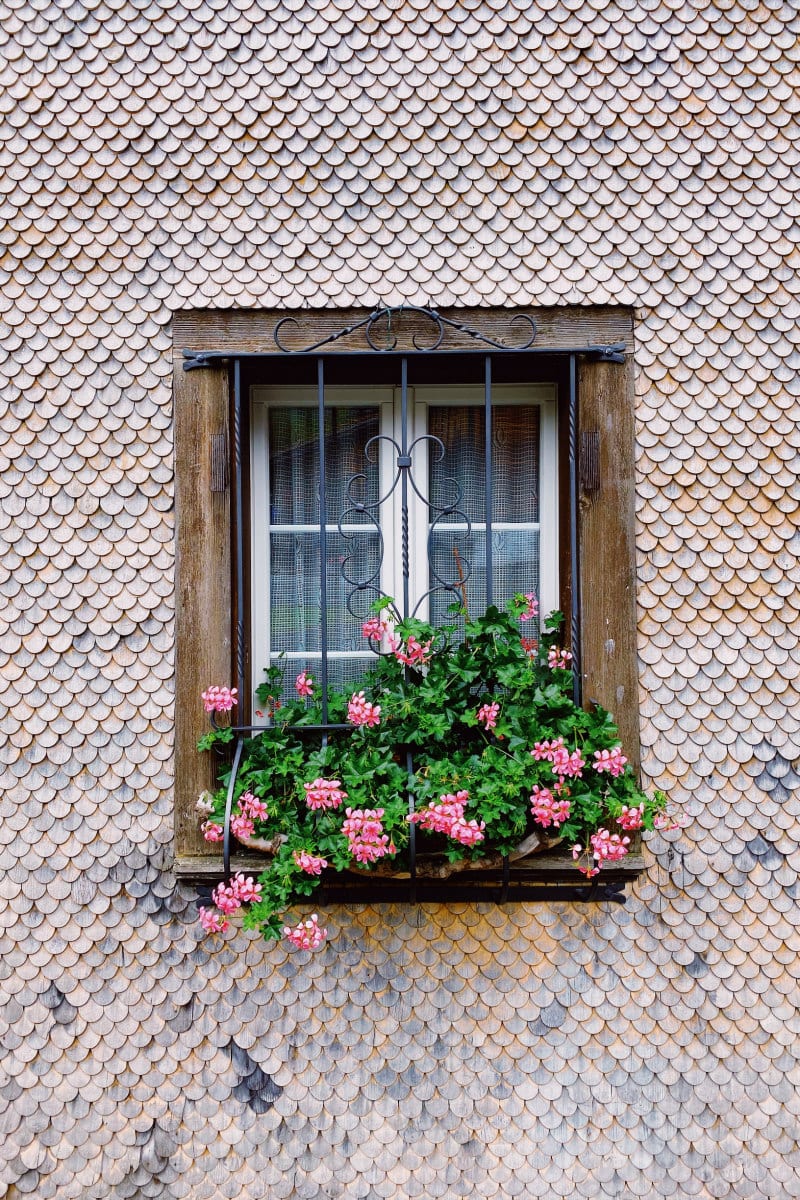 window box with pink flowers in the village of Brienz, Switzerland