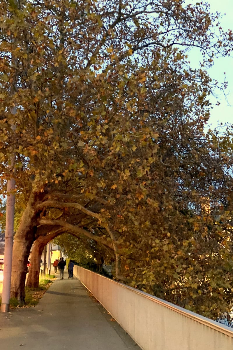 trees along a path in Zurich, Switzerland