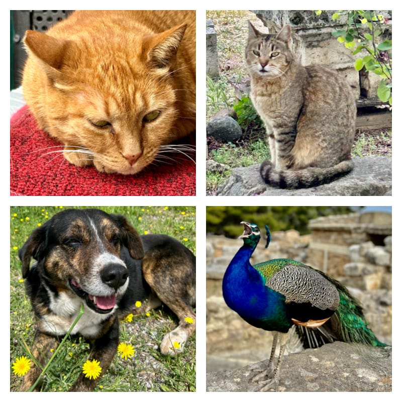 collage of animals