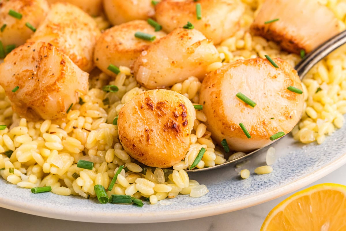 Golden seared scallops over bright, lemony orzo make an elegant yet easy dinner recipe—perfect for entertaining or a special weeknight meal. scallops with orzo