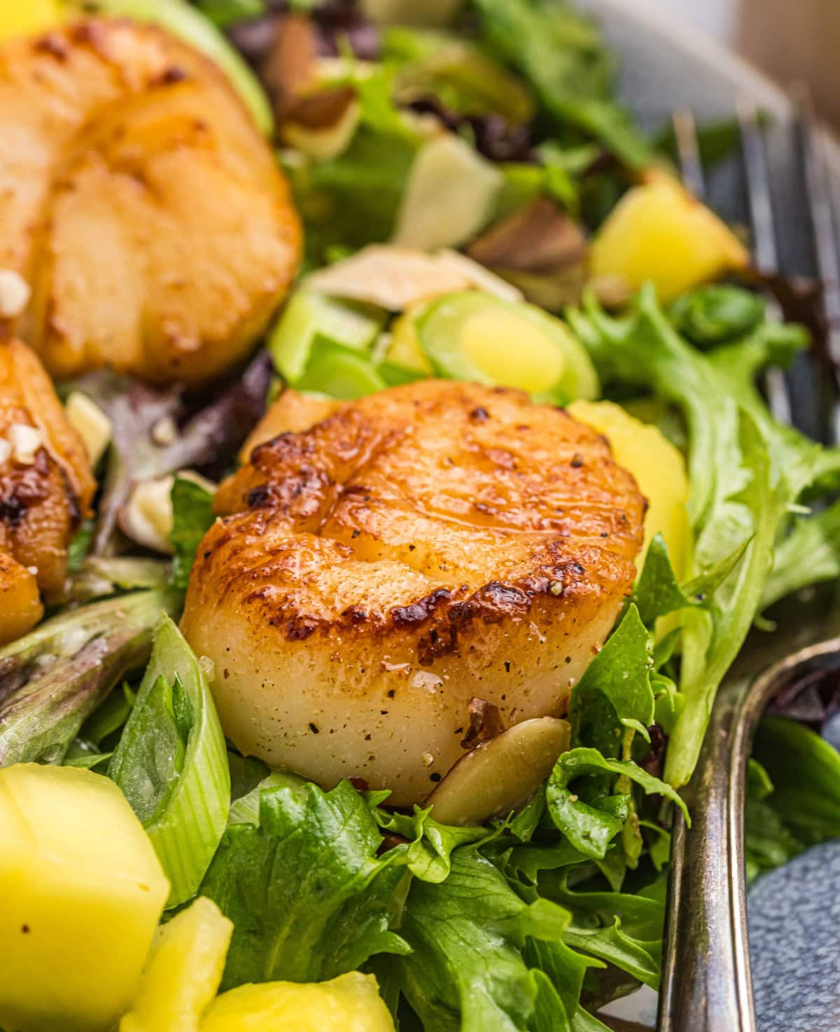 Scallop salad with mango, greens and a citrus vinaigrette. Fresh, light and perfect for a quick, flavorful meal! close up of scallop in salad