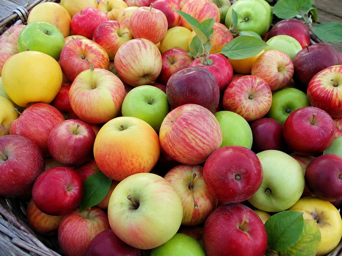 The 50 best apple recipes for fall! 🍎 Find delicious ways to use fresh apples with easy apple breads, muffins, cakes, pies, crisps, cobblers, breakfast recipes and desserts. Perfect for apple picking season, fall baking, Thanksgiving and anytime you have a big bag of apples to use. Save this collection of easy apple recipes for fall! a bunch of apples
