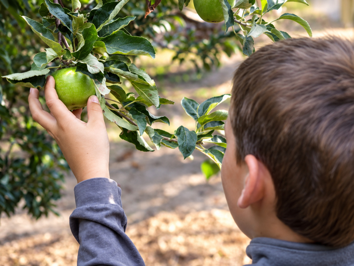 RecipeBoy picking apples